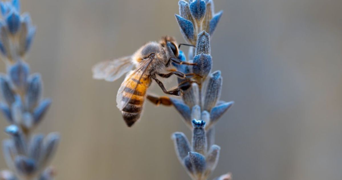 18 Meanings when you Dream about Bees