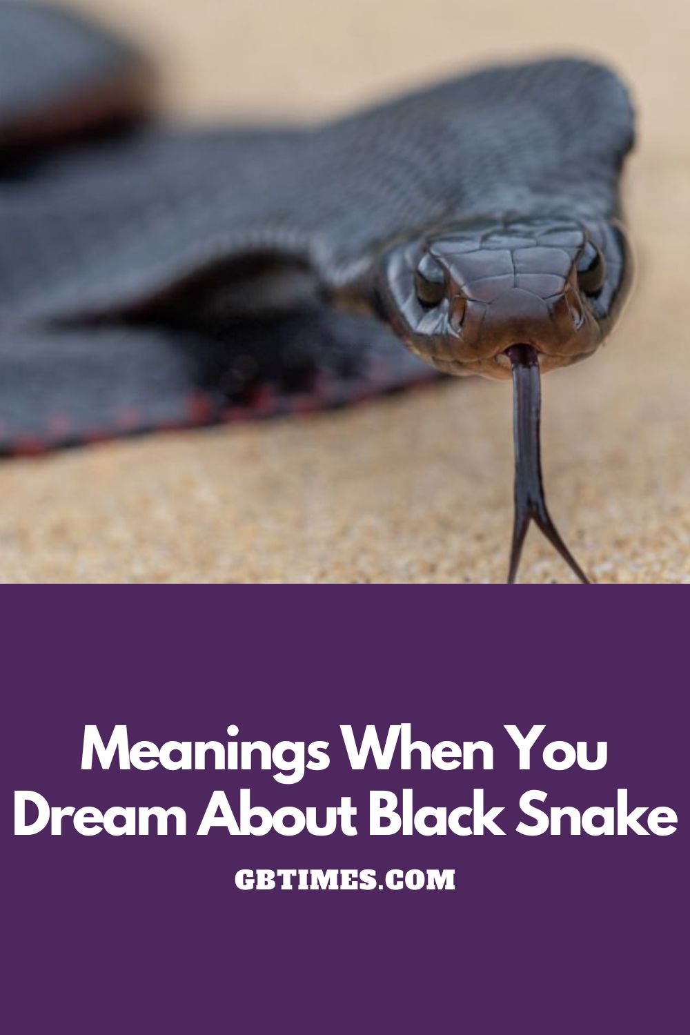 Black Snake Dream Interpretation