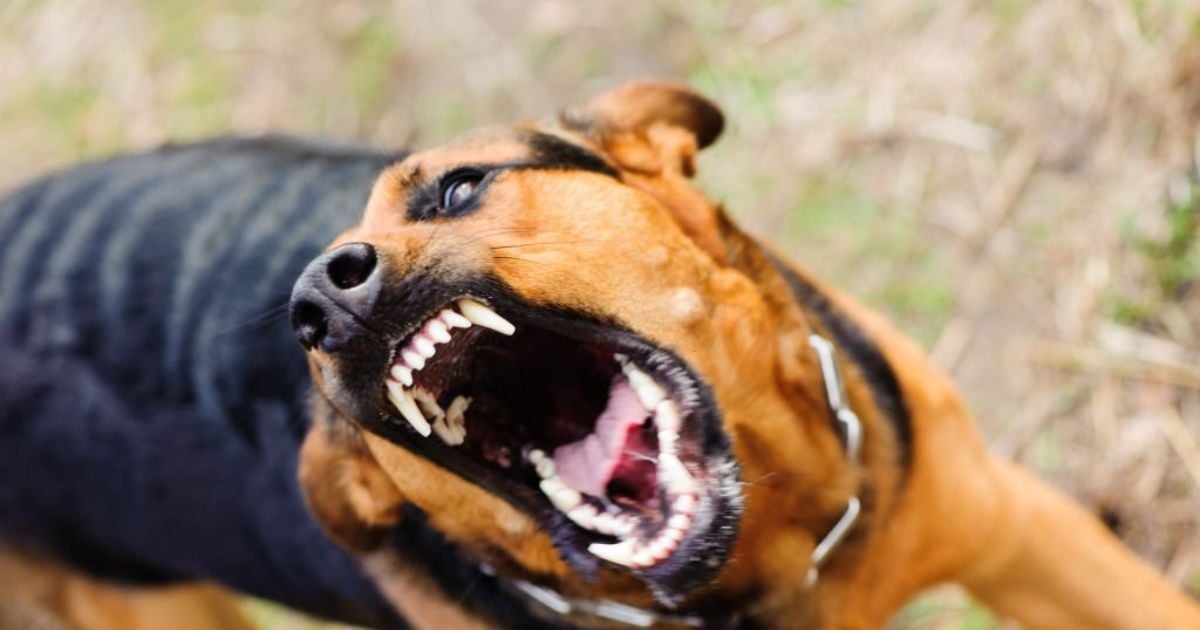 22 Meanings When You Dream of a Dog Attacking You