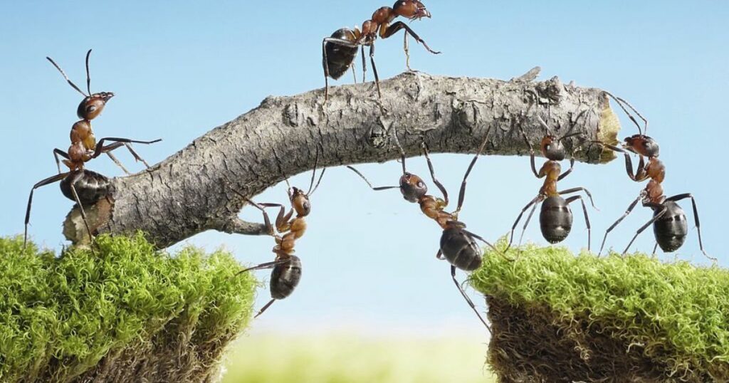 What Does It Mean To Dream About Ants?