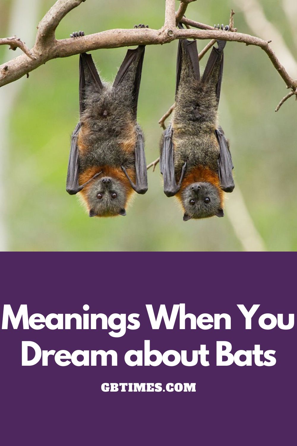 Dream about Bats