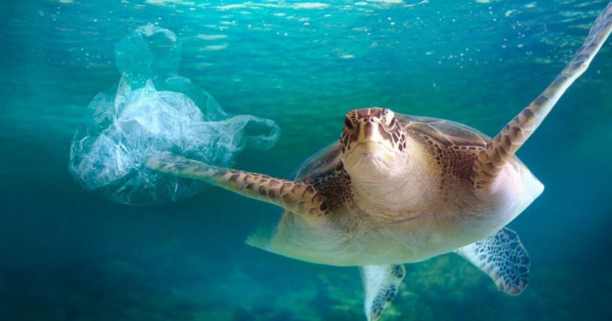 23 Meanings When You Dream About Turtles