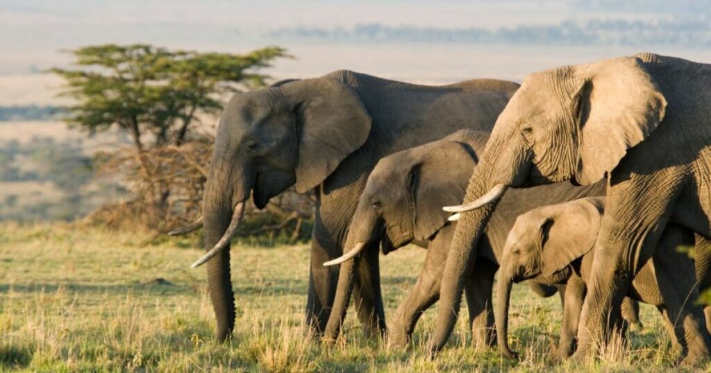 Meanings When You Dream About Elephant