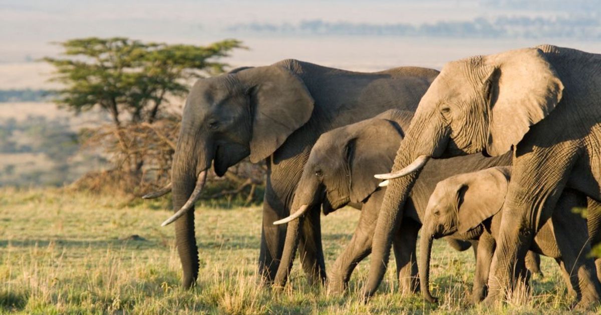 Meanings When You Dream About Elephant