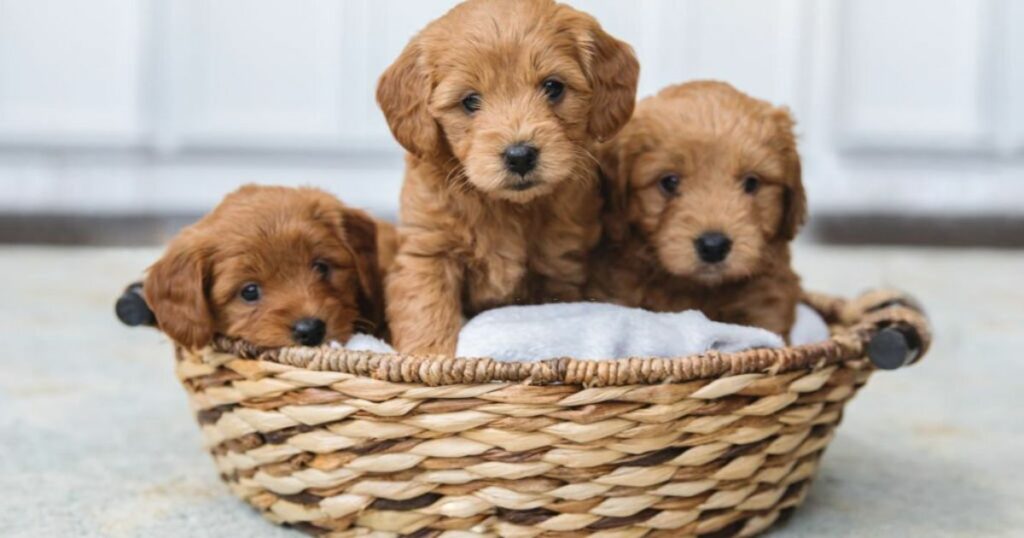 Puppies Dream Interpretation