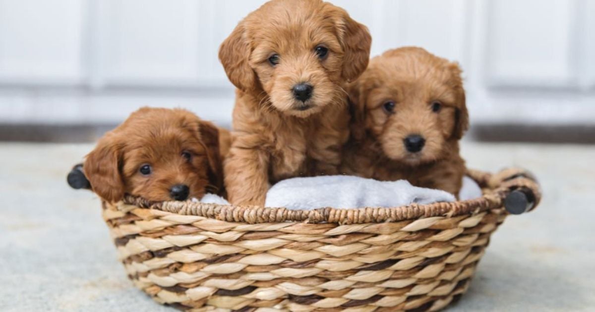 15 Meanings When You Dream Of Puppies