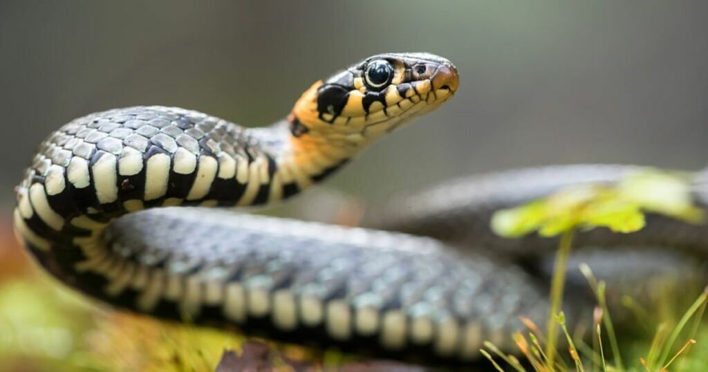 Dreams About Snakes: What They Mean, Interpretation, & More
