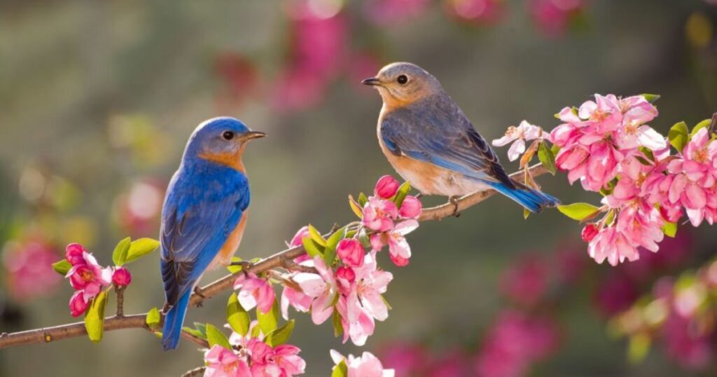 What Does It Mean When You See a Bluebird?