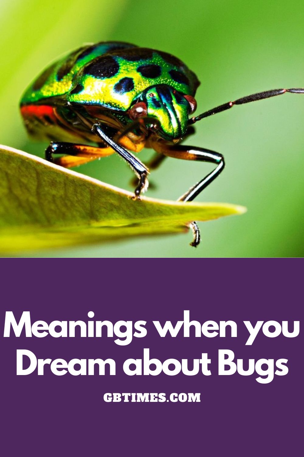 To Dream About Bugs – Meaning and Symbolism