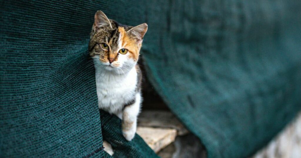 Meanings When You Dream About Cats
