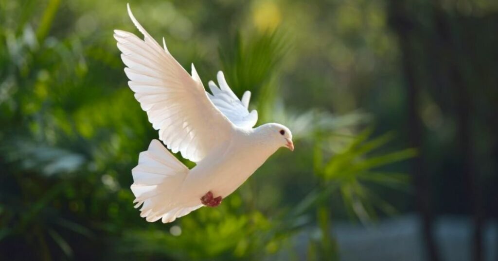 The Spiritual Meaning Of Doves + What To Do If They Keep Appearing