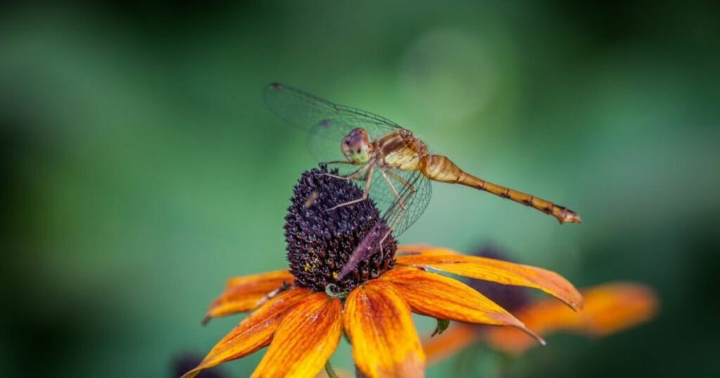 Cultural Meanings Of The Dragonfly + Why To Pay Attention To This Critter