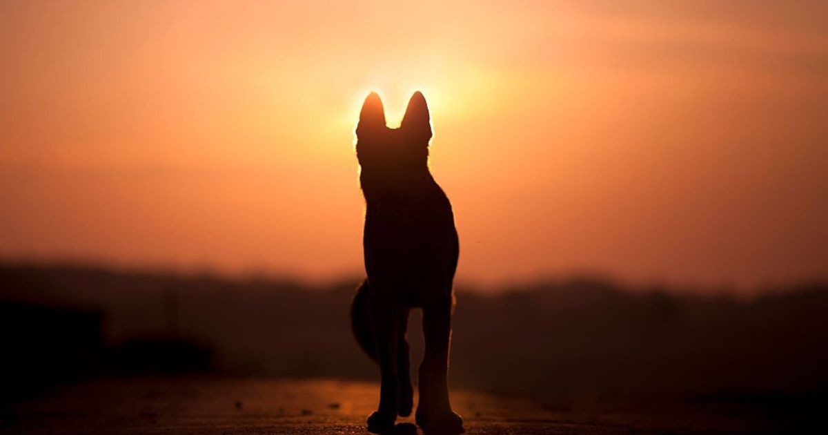 22 Meanings When You Dream About Your Deceased Dog