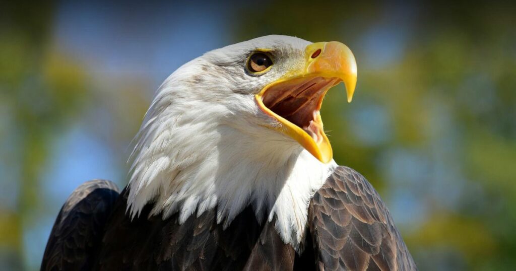 Dreaming of an Eagle – What It Means?