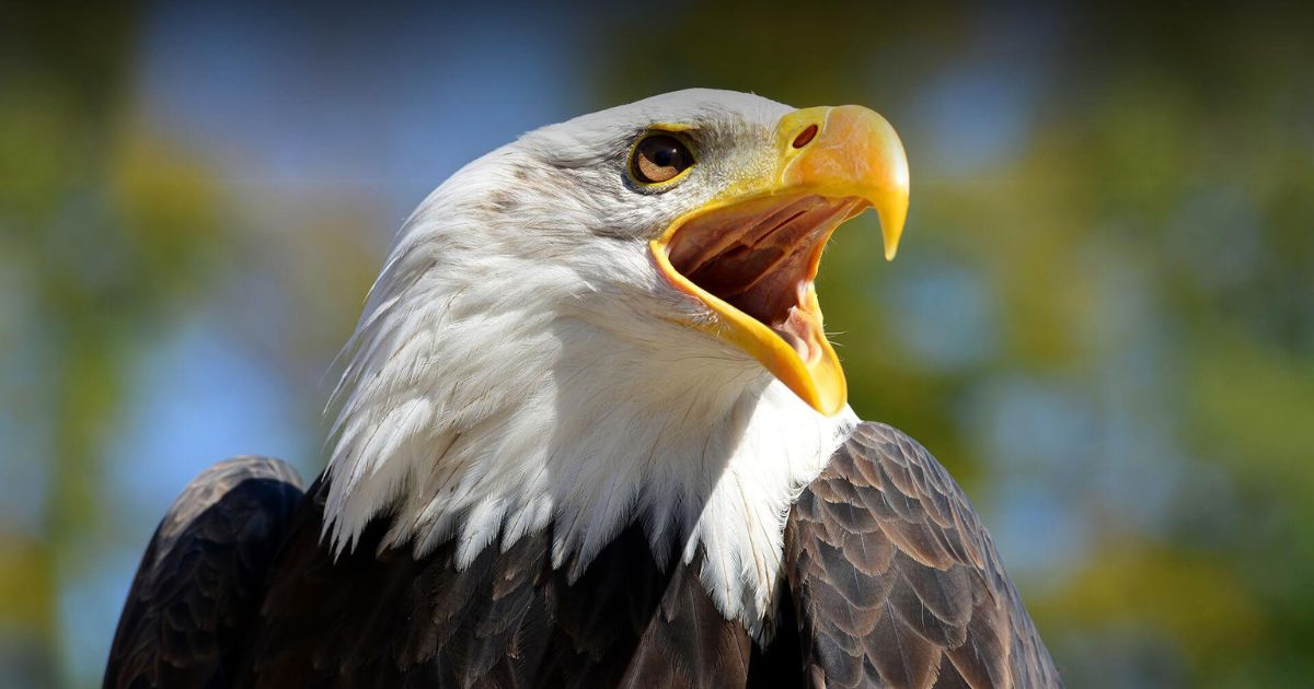 25 Meanings When You Dream Of An Eagle