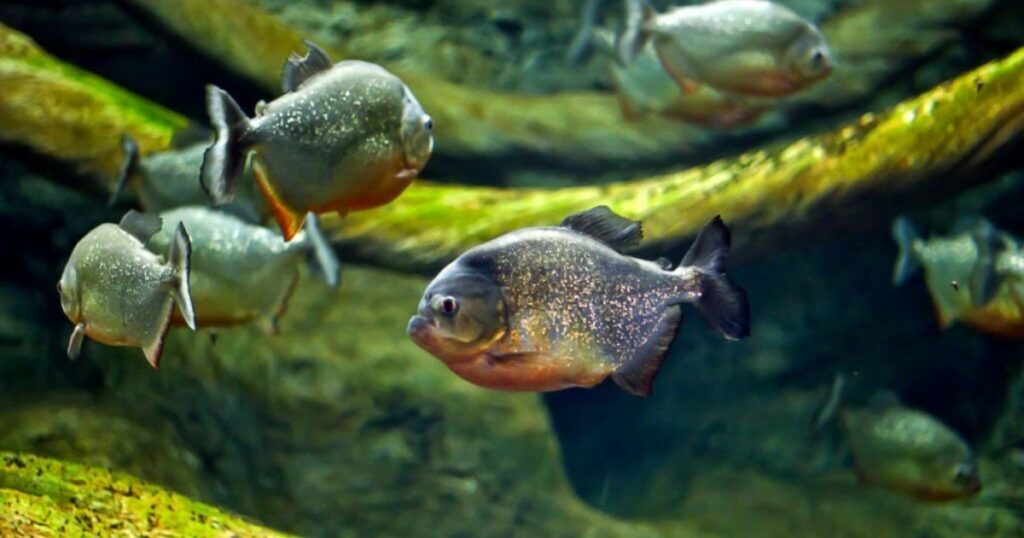 What Does It Mean if I Dream About Fish?