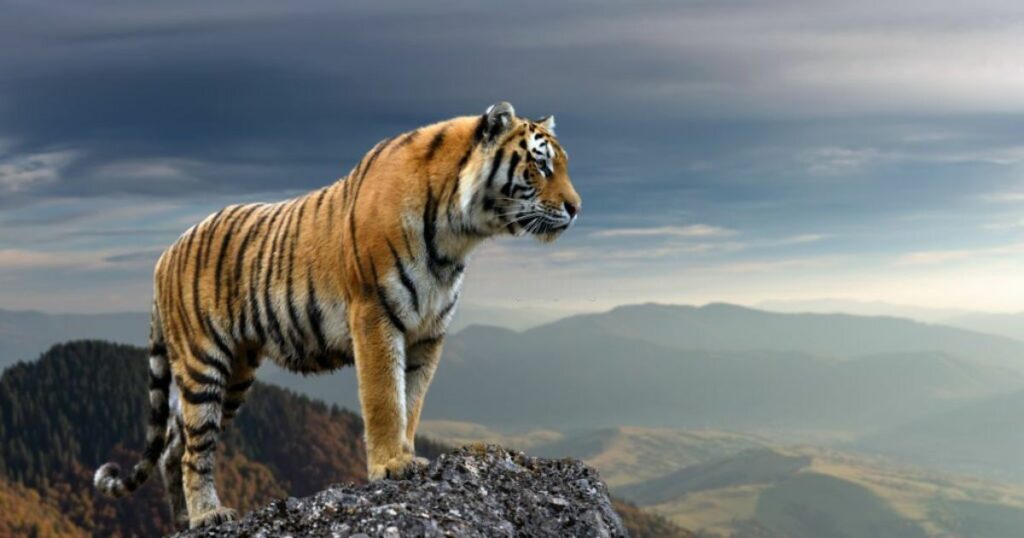 Meanings When You Dream About Tiger