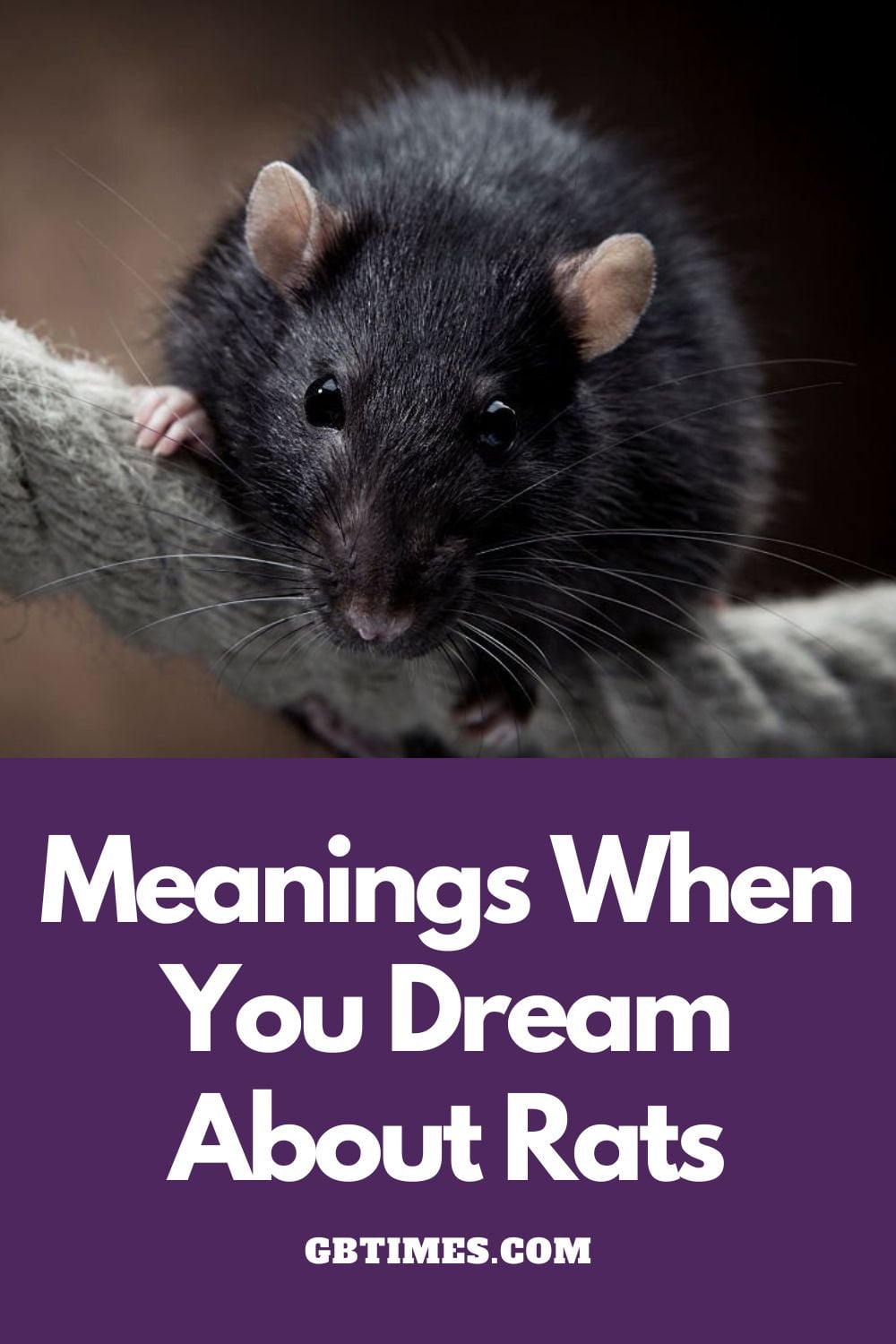 hat Do Dreams of Rats Mean?