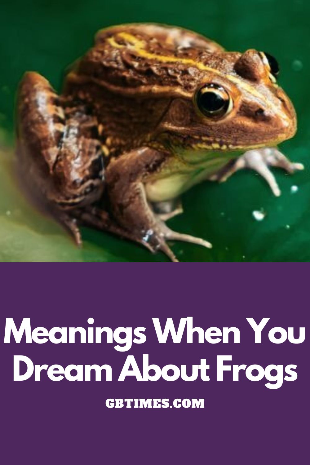 Meanings When You Dream About Frogs
