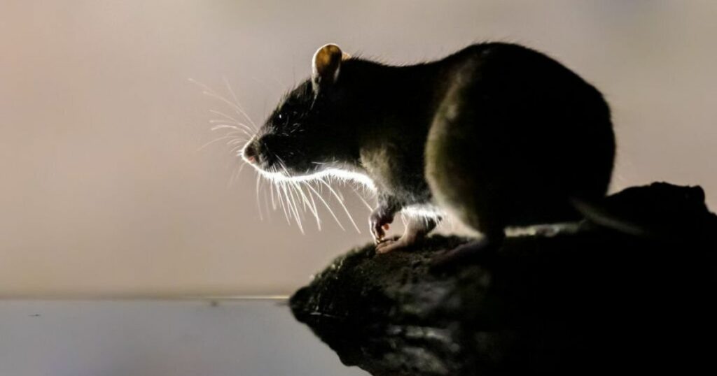 Dreams About Mice: What Do They Mean?