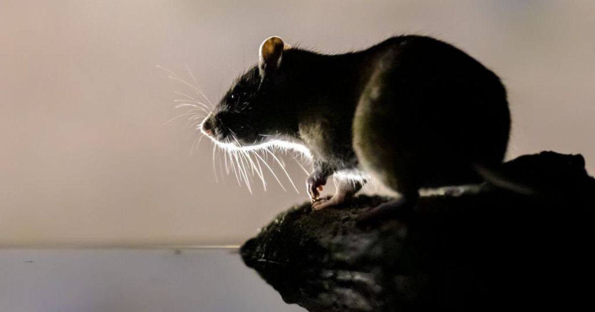 26 Meanings When You Dream About Mice