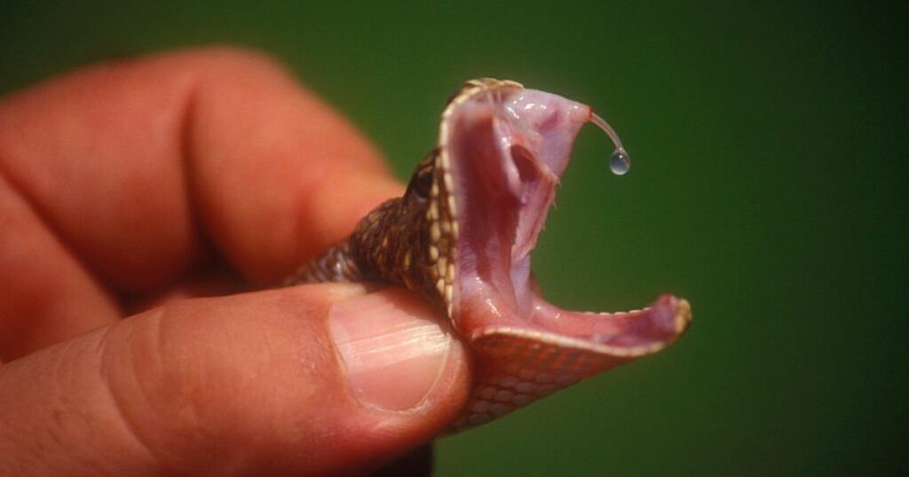 What Does It Mean If Youre Having Dreams About Snakes?