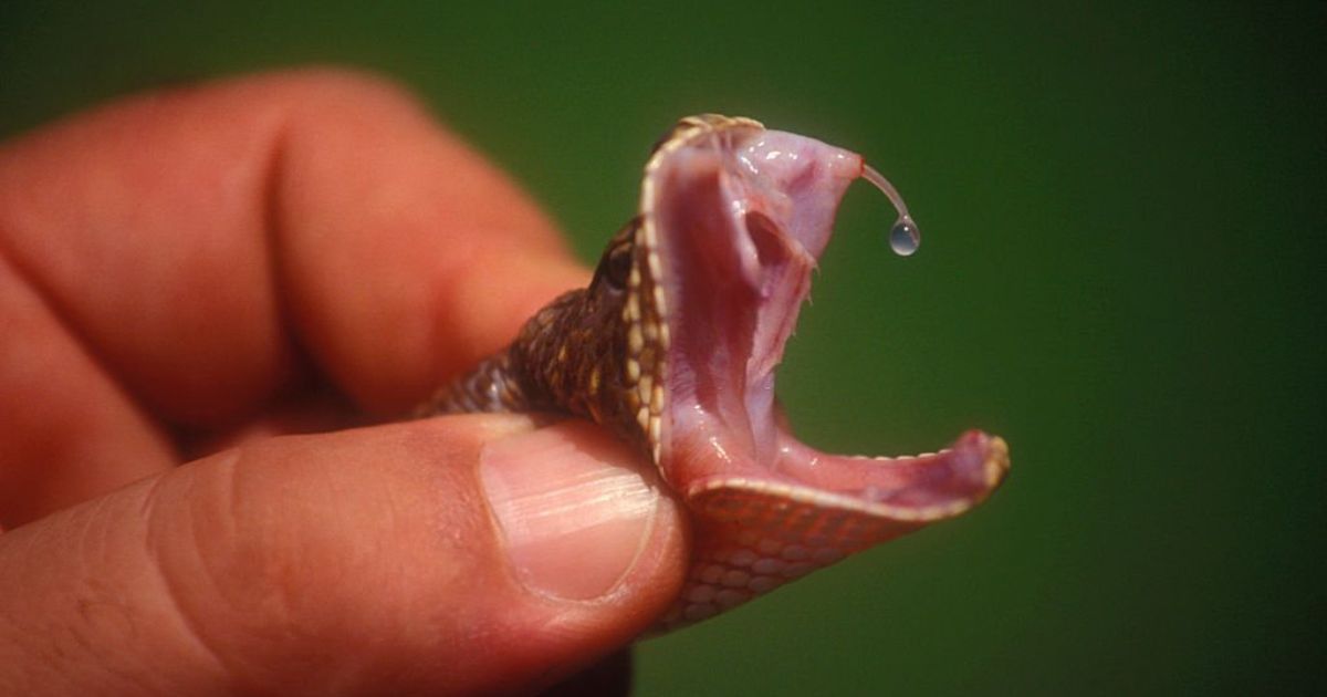 Meanings When You Dream About Snakes Biting You