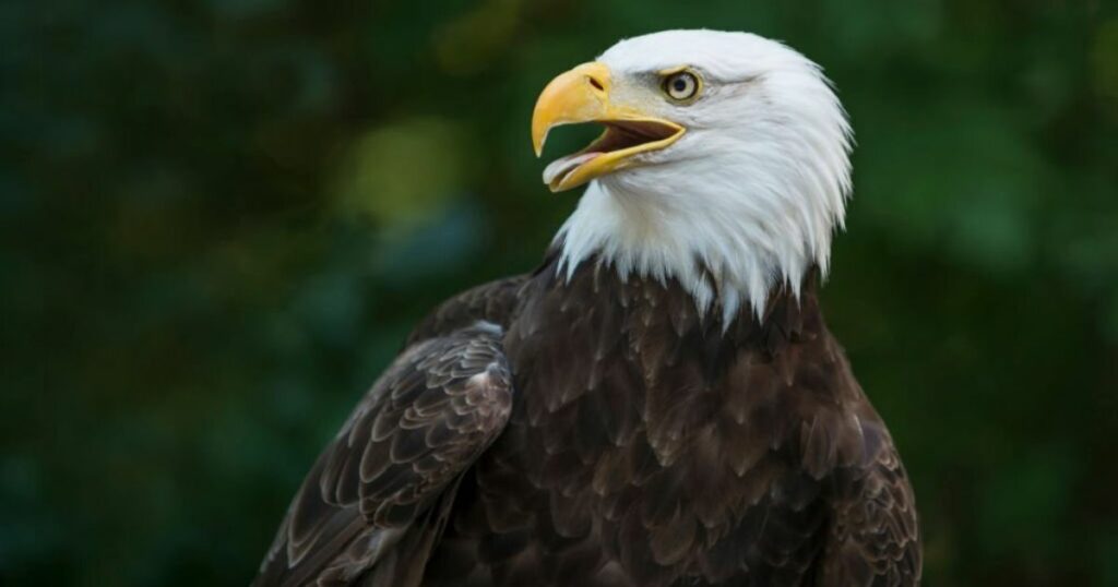 Eagle Symbolism & Meaning