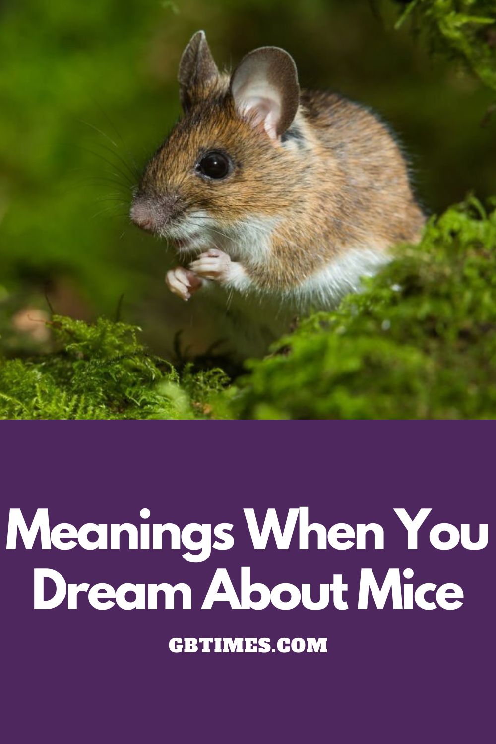 Meanings When You Dream About Mice