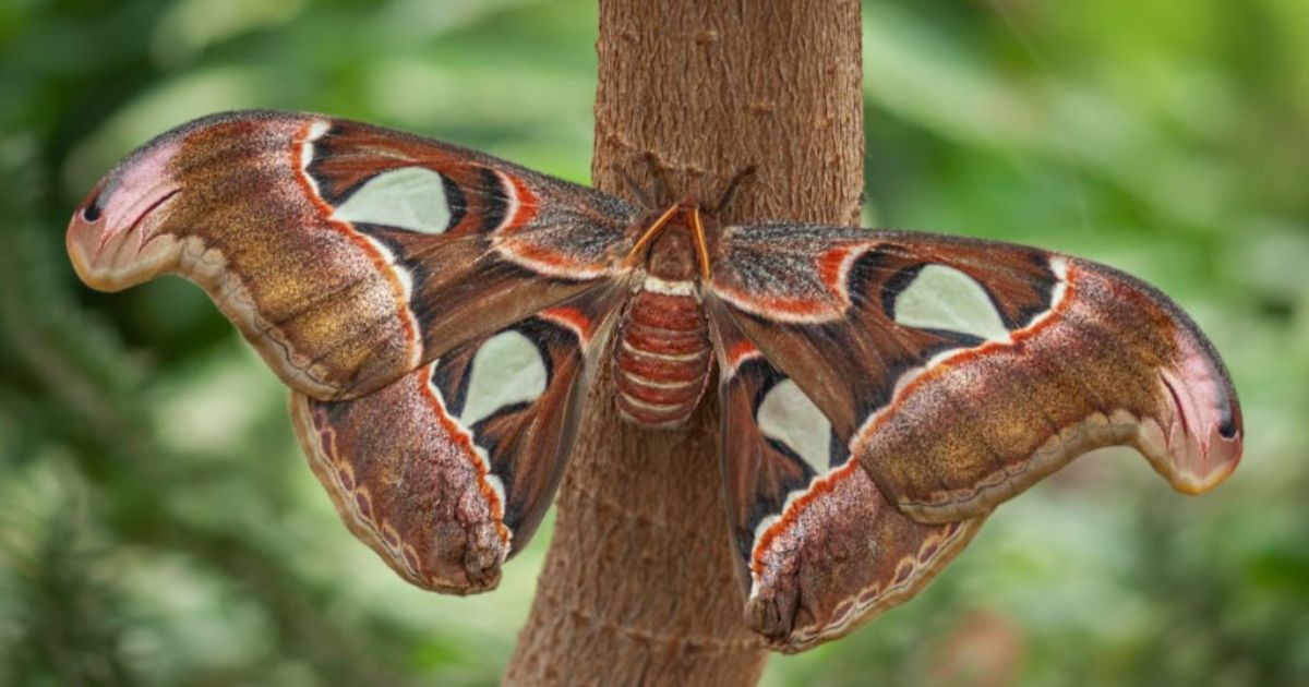 Spiritual Meanings of Moths