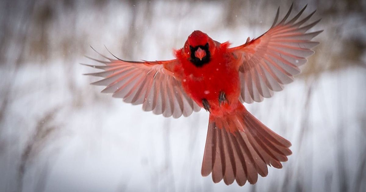 Spiritual Meanings of Red Bird