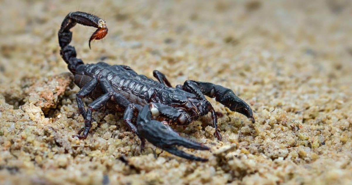 Scorpion Dream Meaning and Symbolism