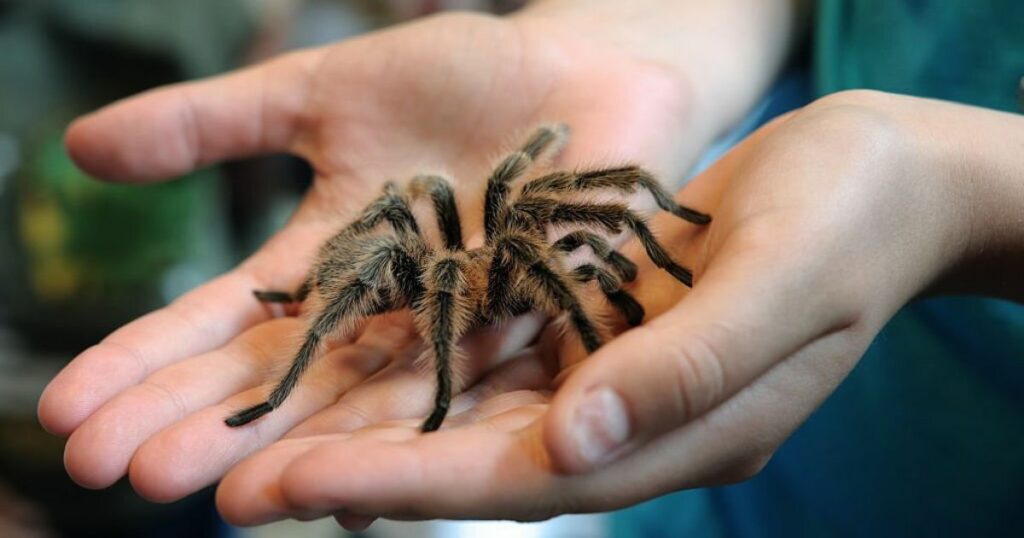 What does it mean to have a spider dream?
