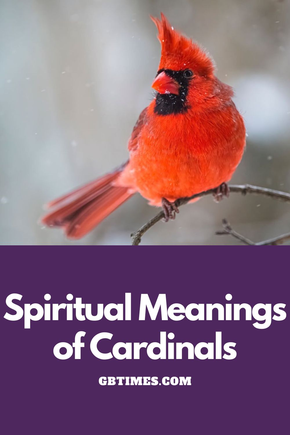 What It Means If You Keep Seeing Red Cardinals Everywhere You Go