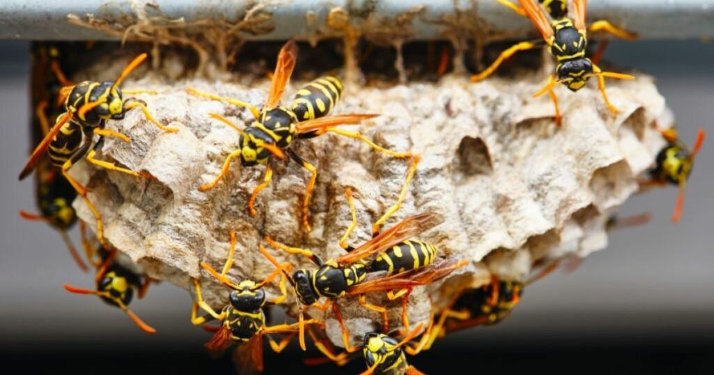 Spiritual Meaning And Symbolism Of A Wasp