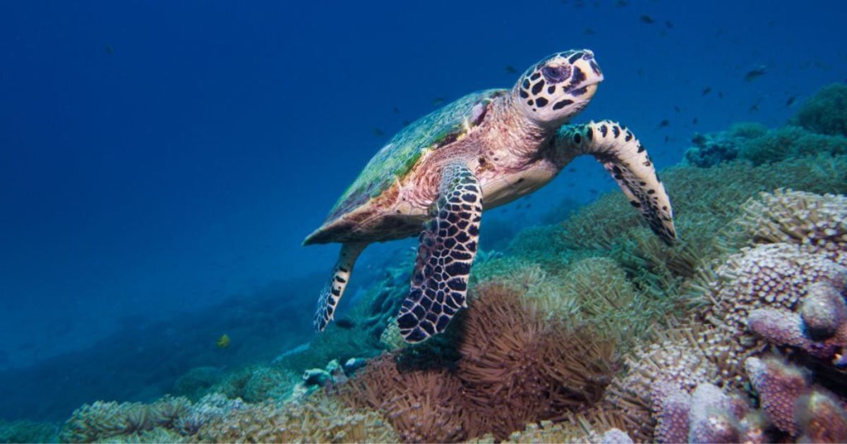 Spiritual Meanings Of Turtle