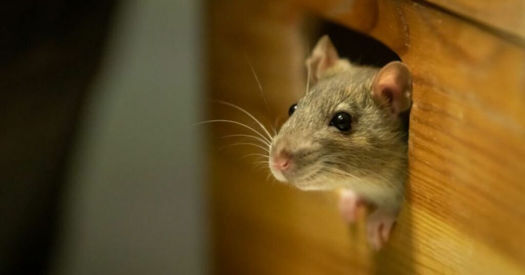 What does it mean when you dream about rats?