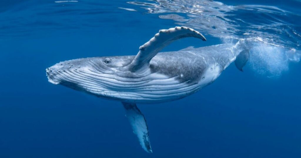 What Do Whales Mean In Dreams?