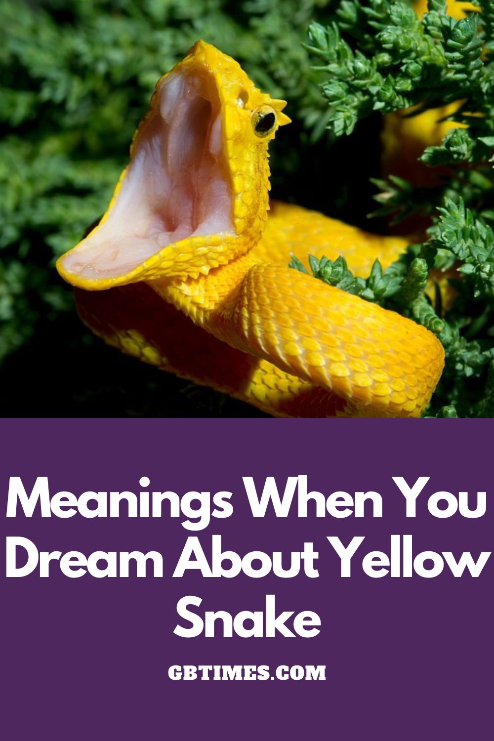 Yellow Snake Dream Meaning