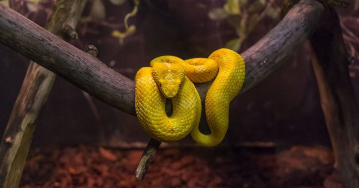 16 Meanings When You Dream About Yellow Snake