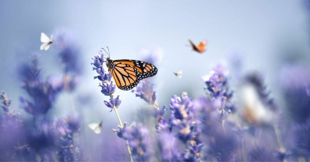 Do You Feel Connected To Butterflies? Here's What They Symbolize