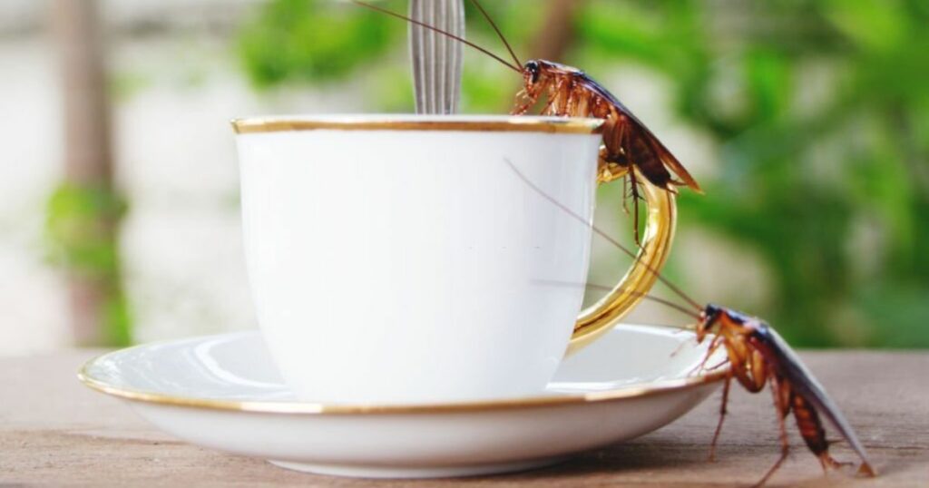 Spiritual Meanings Of Cockroach