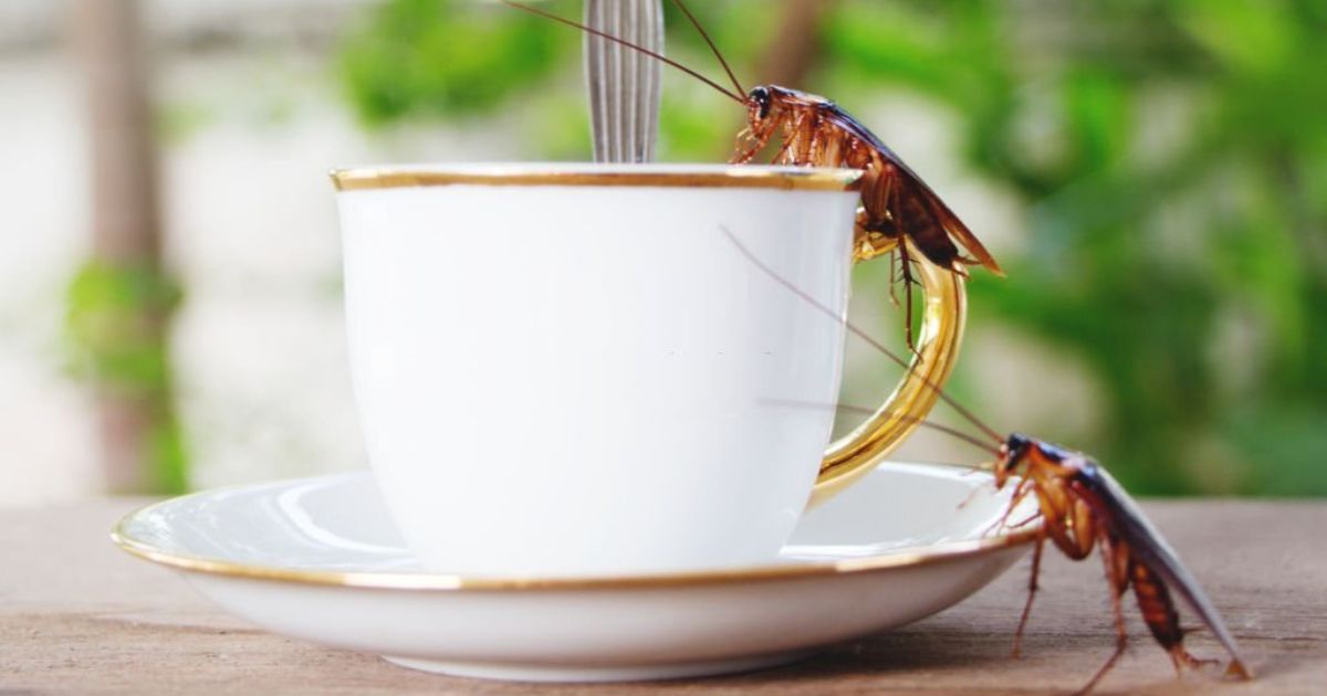 7 Spiritual Meanings of Cockroach