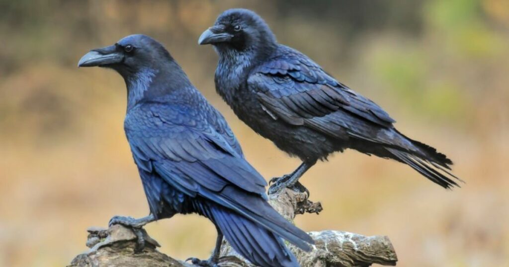 Meanings When You Dream About Crows