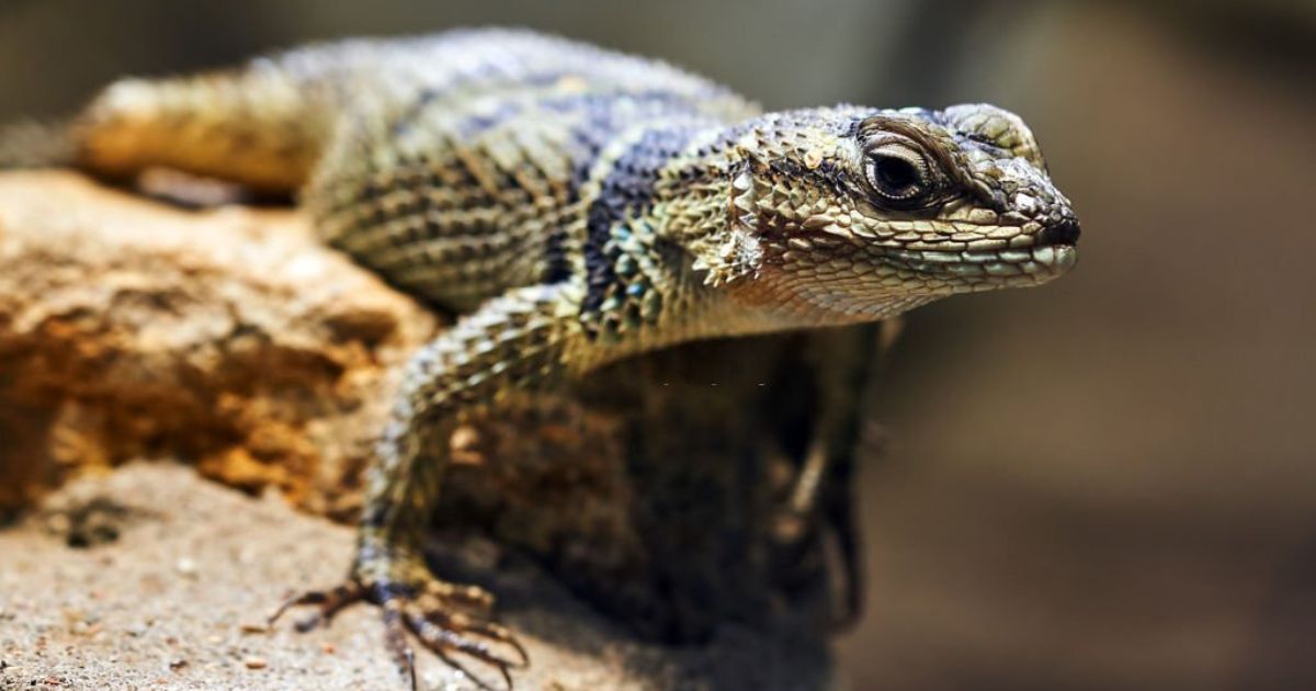 24 Meanings When You Dream About Lizards