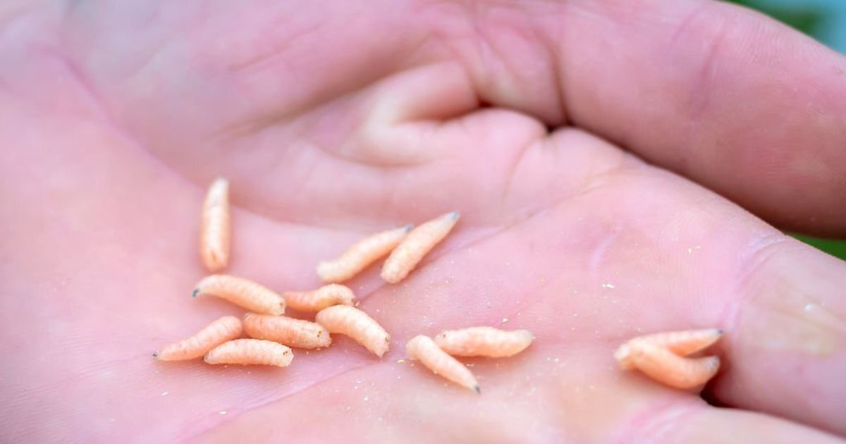 23 Meanings When You Dream About Maggots