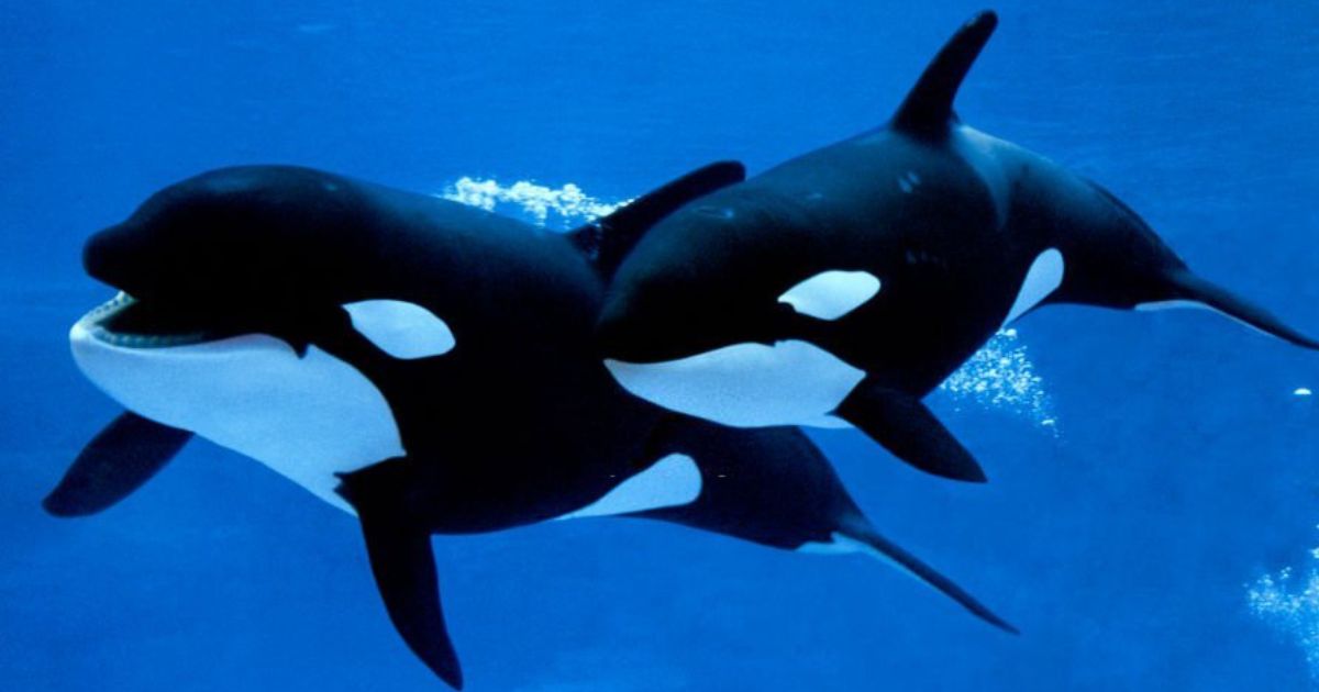23 Meanings When You Dream About Orcas