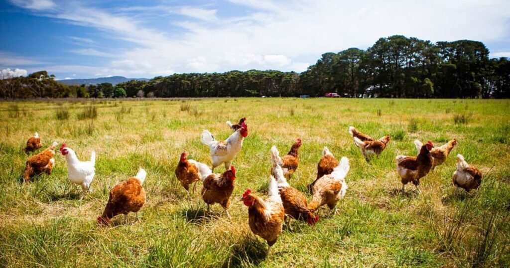 Meanings When You Dream About Chicken