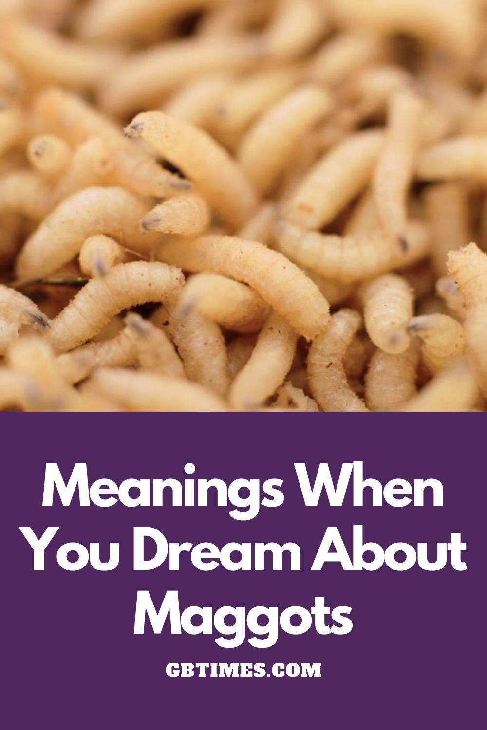 True Meaning And Right Interpretation Of Dreams Of Maggots
