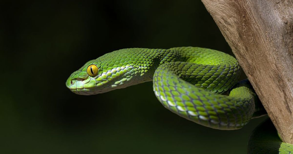 16 Meanings When You Dream About a Green Snake